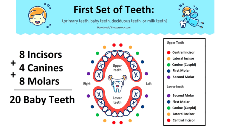 Canine Teeth: Function, Care, Common Concerns & More